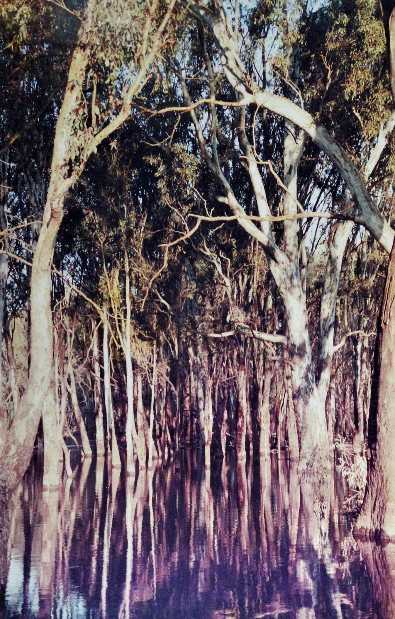113 RIVER GUMS REFLECTION PHOTO