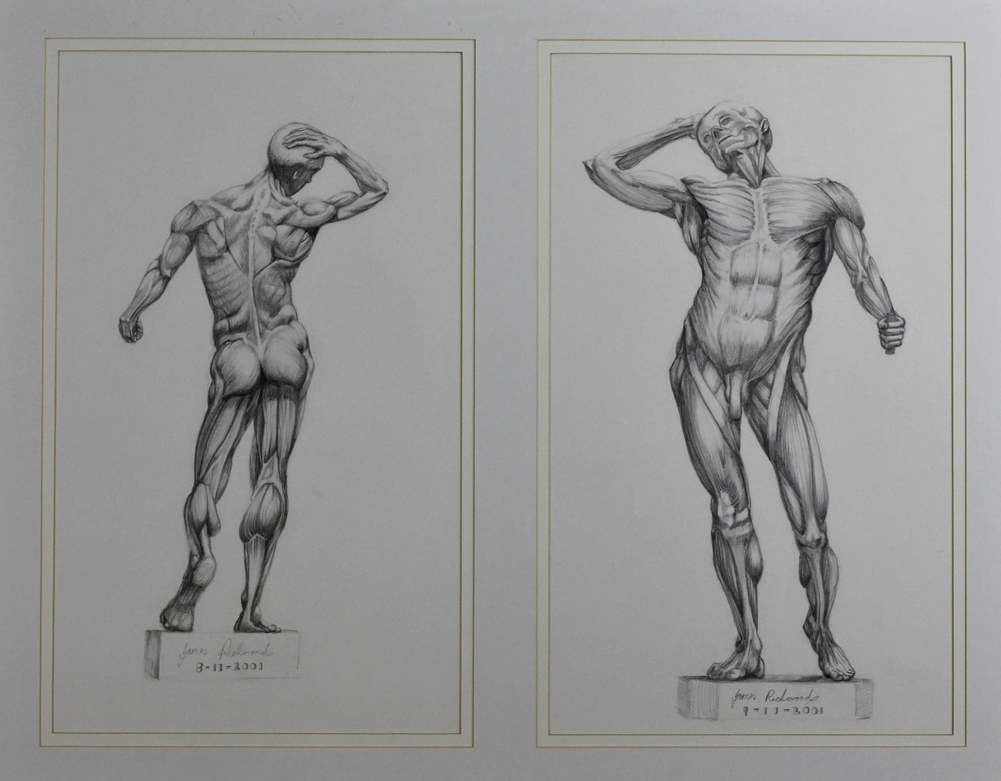 091 MALE ANATOMY STUDY