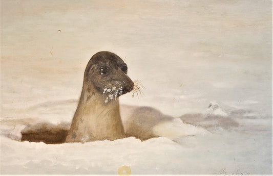 310  HUNGRY SEAL