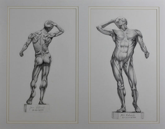 091 MALE ANATOMY STUDY